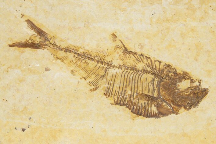 Detailed Fossil Fish (Diplomystus) - Wyoming #318524